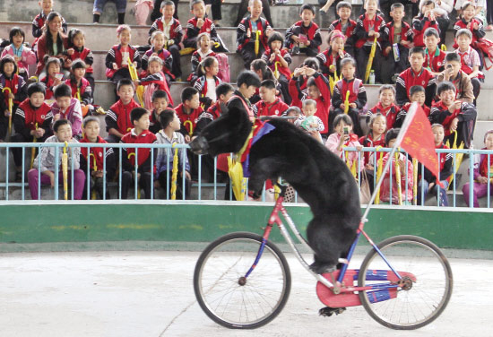 馬戲團  狗熊騎單車(圖1)